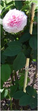 JARDIBEST - Lote 7 Tutores Bambu 90Cm D.6/8Mm