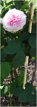 JARDIBEST - Lote 3 Tutores Bambu 180Cm D.8/10Mm
