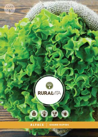 RURAL VITA - Semente Alface Grand Rapids