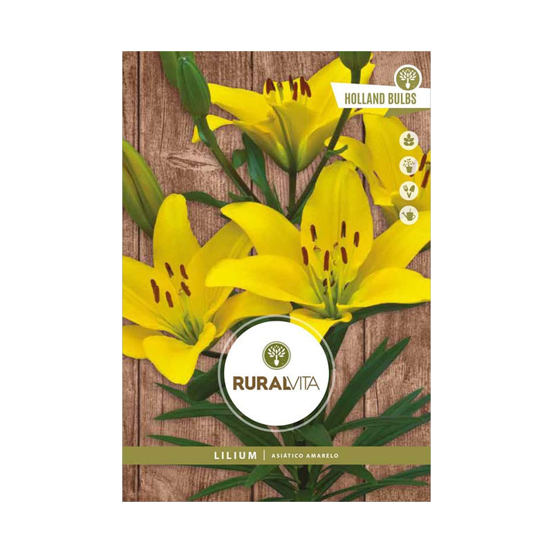 RURAL VITA - Bolbo Lilium Asiático Amarelo