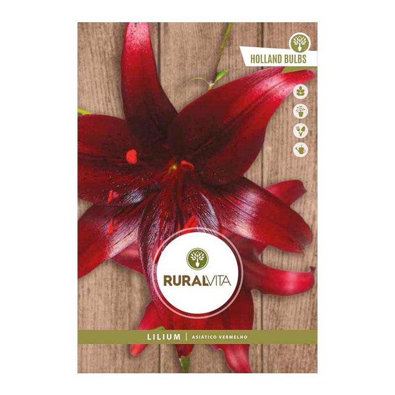 RURAL VITA - Bolbo Lilium Asiático Vermelho