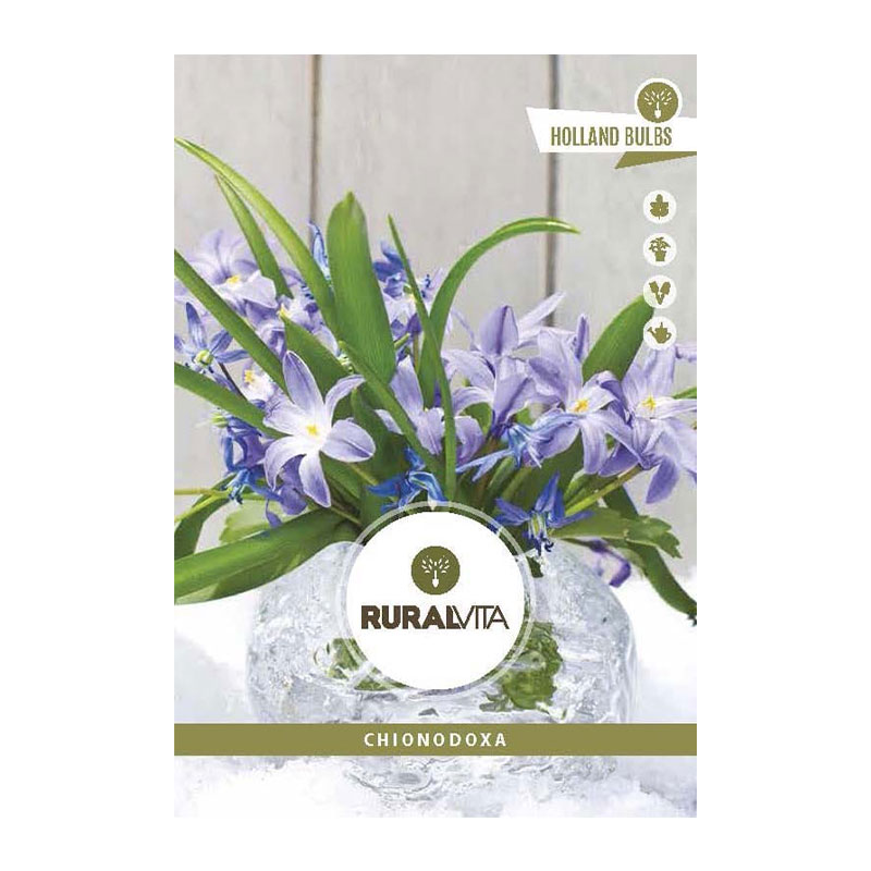 RURAL VITA - Bolbo Chionodoxa Mistura