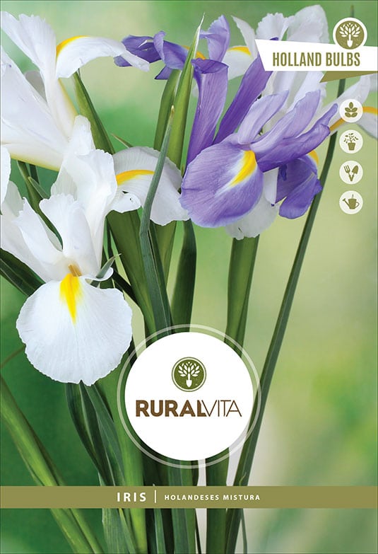 RURAL VITA - Semente Íris Holandeses Mistura