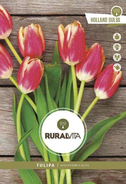 RURAL VITA - Semente Tulipas Darwin Apeldoorn Elite