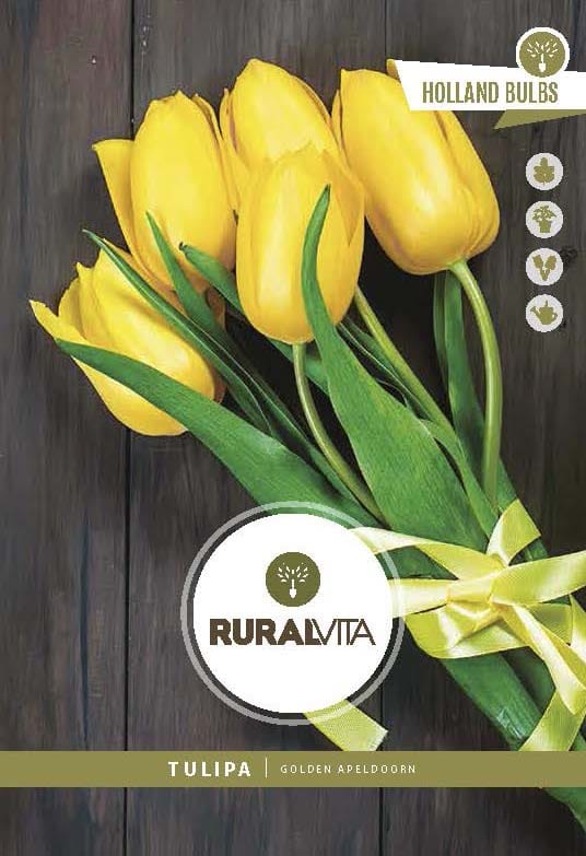 RURAL VITA - Semente Tulipas Darwin Golden Apeldoorn