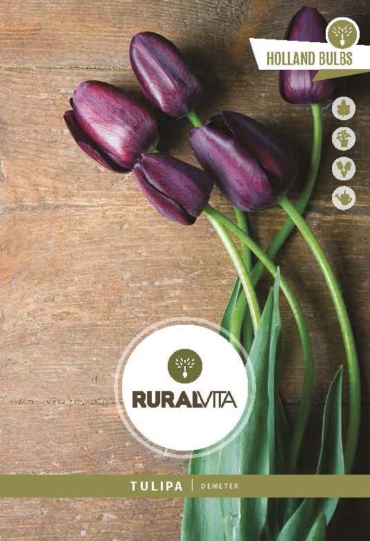 RURAL VITA - Semente Tulipas Demeter Púrpura