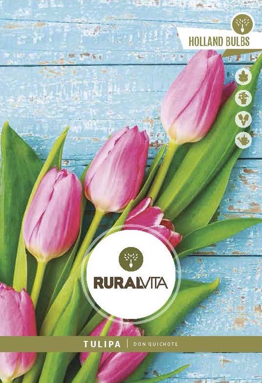 RURAL VITA - Semente Túlipas Don Quichote - Rosa