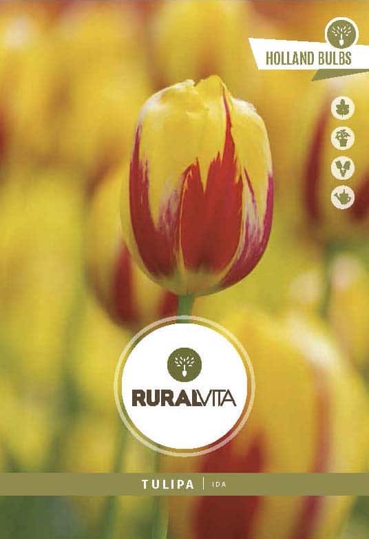 RURAL VITA - Semente Tulipas Ida - Amarelo/Vermelho