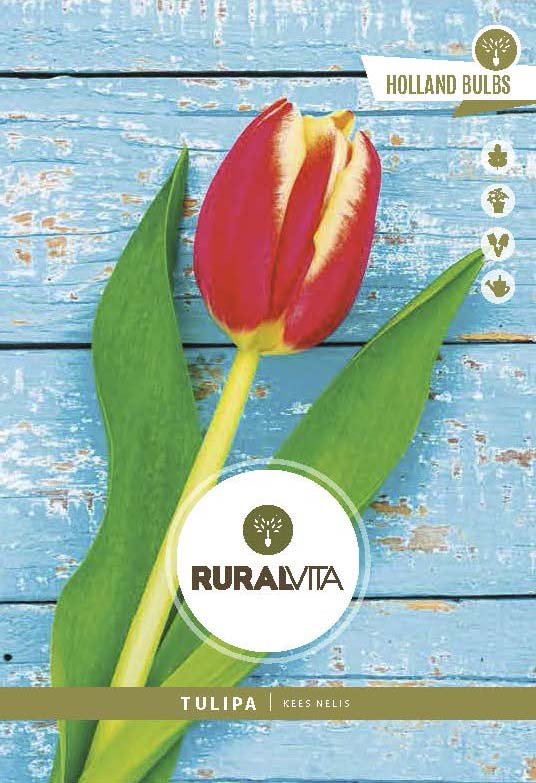RURAL VITA - Semente Tulipas Kees Nellis - Vermelho/Amarelo