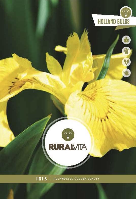 RURAL VITA - Semente Íris Holandeses Golden Beauty
