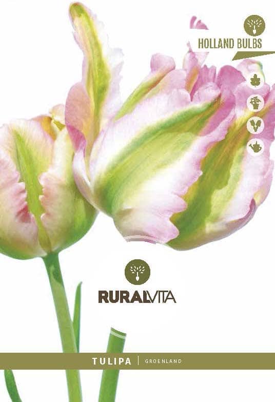 RURAL VITA - Semente Tulipas Groenland - Rosa/Verde