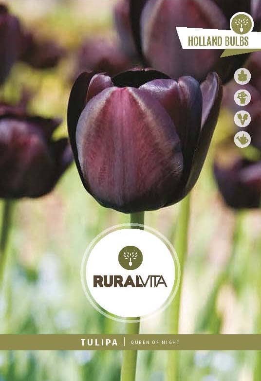 RURAL VITA - Semente Tulipas Queen Of Night - Preta