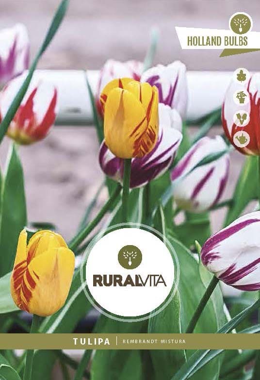 RURAL VITA - Semente Tulipas Rembrandt Mistura