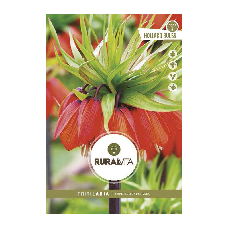 RURAL VITA - Bolbo Fritillaria Imperial Vermelha