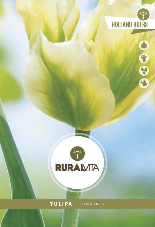 RURAL VITA - Semente Tulipas Spring Green - Branco/Verde