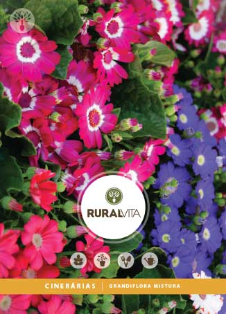 RURAL VITA - Semente Cinerária Grandiflora Mistura