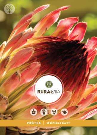 RURAL VITA - Semente Protea Creeping Beauty