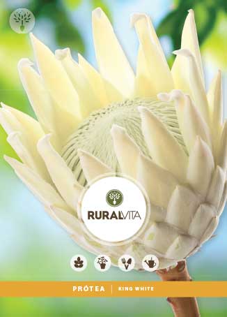 RURAL VITA - Semente Protea King White