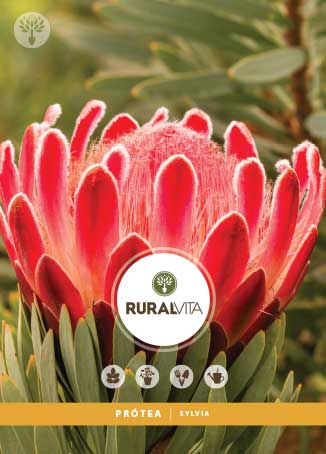 RURAL VITA - Semente Protea Sylvia