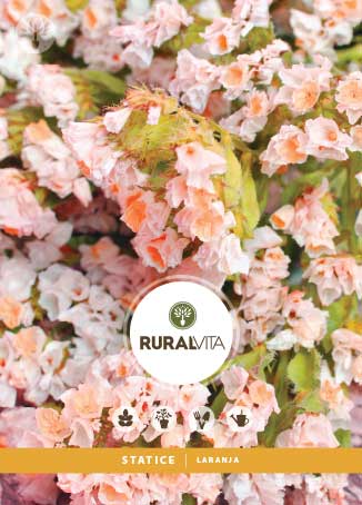 RURAL VITA - Semente Statice Laranja
