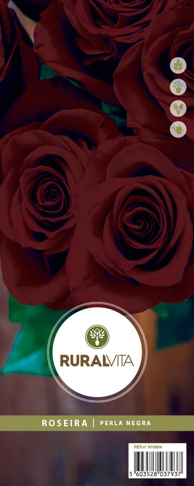 RURAL VITA - Roseira Grandiflora Perla Negra