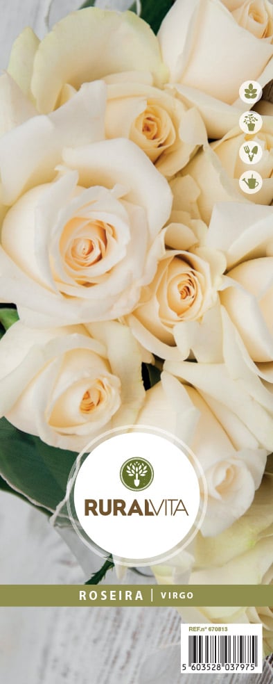 RURAL VITA - Roseira Grandiflora Virgo