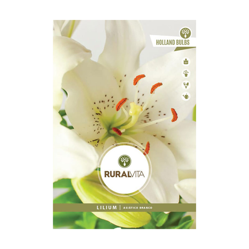 RURAL VITA - Bolbo Lilium Asiático Branco