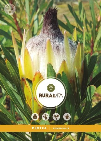 RURAL VITA - Semente Protea Longifolia