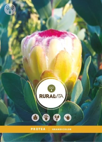 RURAL VITA - Semente Protea Grandicolor
