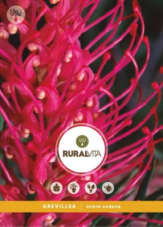 RURAL VITA - Semente Grevillea Robyn Gordon
