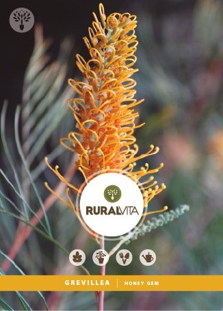RURAL VITA - Semente Grevillea Honeygem