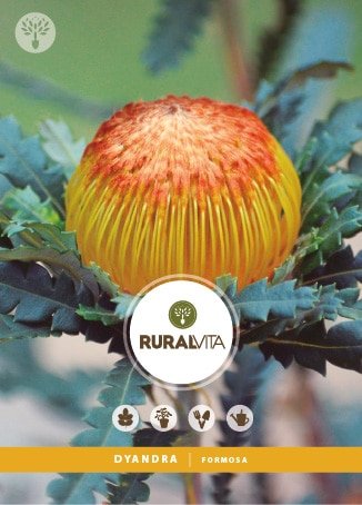 RURAL VITA - Semente Dyandra Formosa