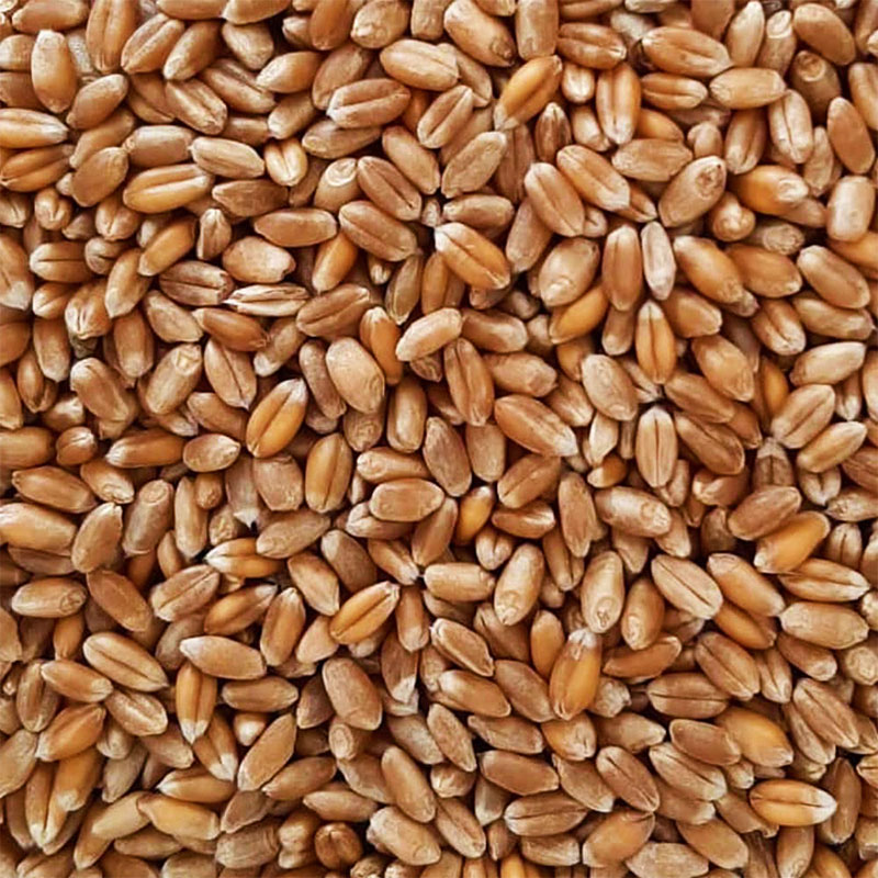 Trigo 5Kg