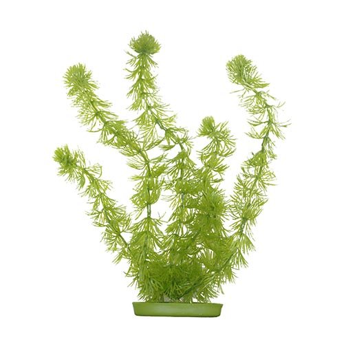 Planta 12,5CM HornWort
