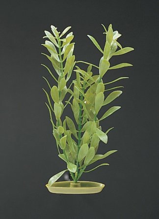Planta 12,5CM Higrophila