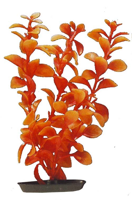 Planta 20CM Red Ludwigia