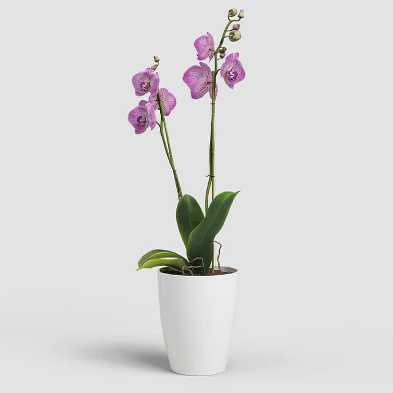 ARTEVASI - Vaso Fiji Orquídea 12,5CM Branco