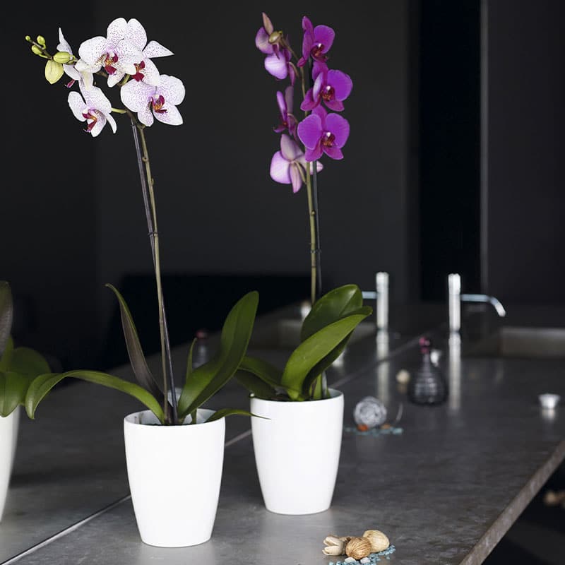 ARTEVASI - Vaso Fiji Orquídea 12,5CM Branco