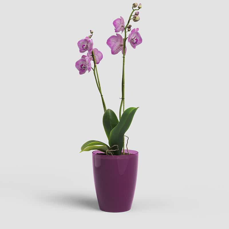 ARTEVASI - Vaso Fiji Orquídea 12,5CM Rosa Fuchsia