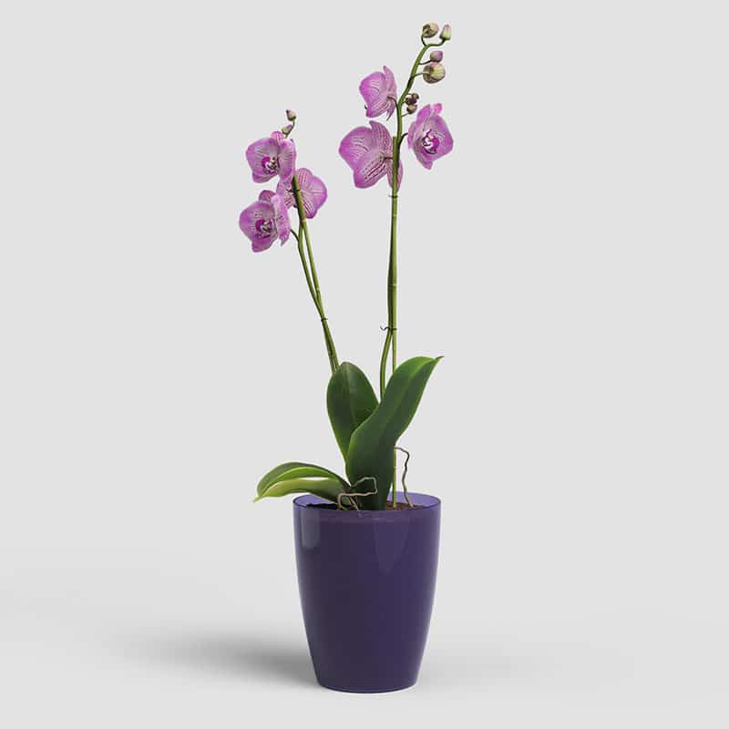 ARTEVASI - Vaso Fiji Orquídea 12,5CM Roxo Transparente