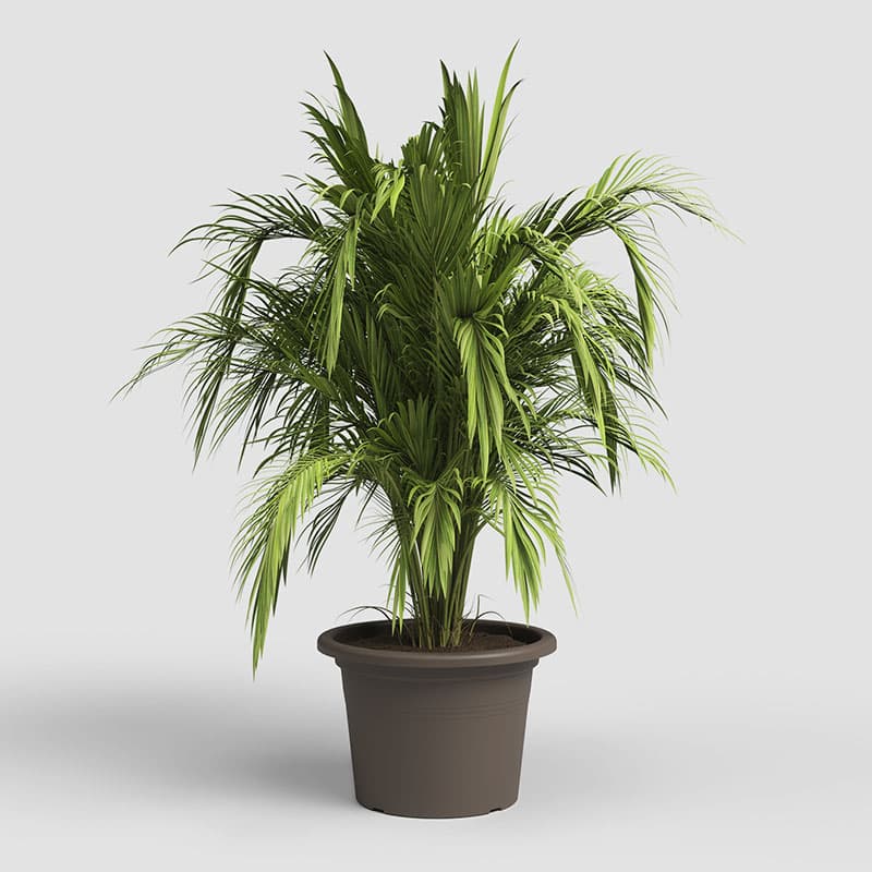 ARTEVASI - Vaso Venezia Cilindro 50CM Bronze