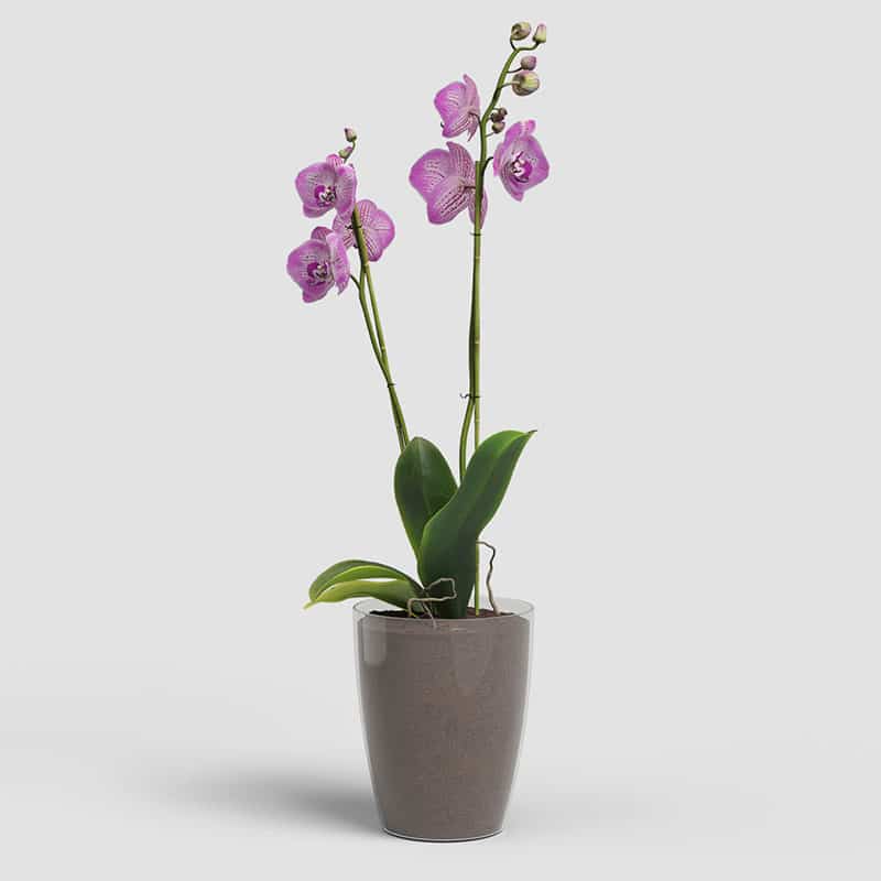 ARTEVASI - Vaso Fiji Orquídea 10,5CM Transparente