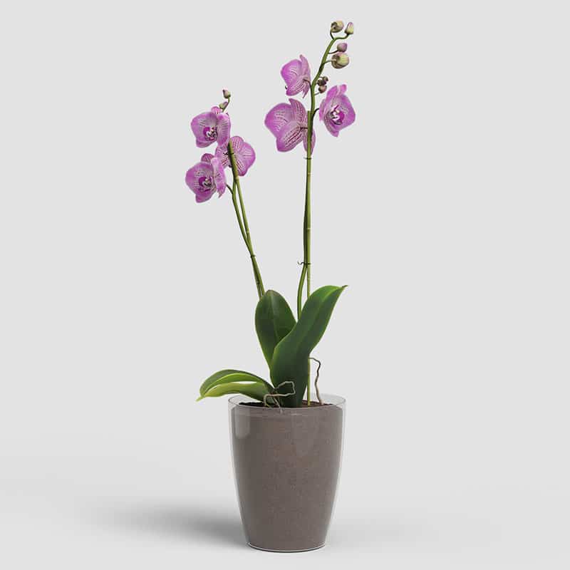 ARTEVASI - Vaso Fiji Orquídea 15CM Transparente