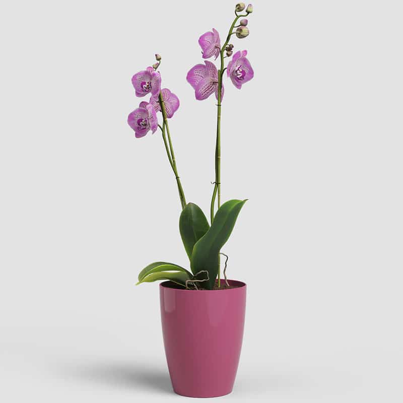 ARTEVASI - Vaso Fiji Orquídea 12,5CM Rosa Intenso