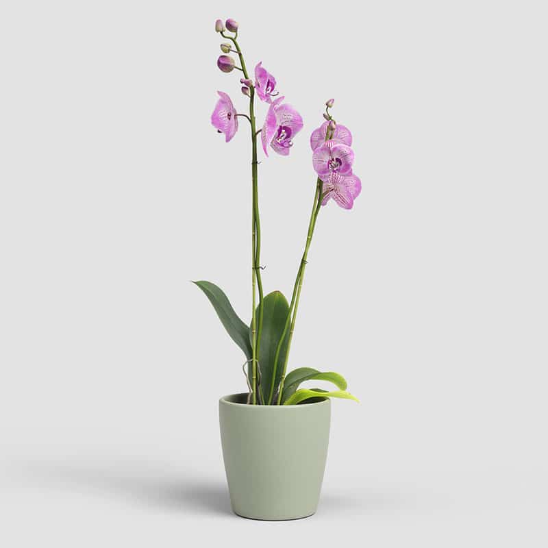 ARTEVASI - Vaso Thalia Orquídea 14CM Verde Claro