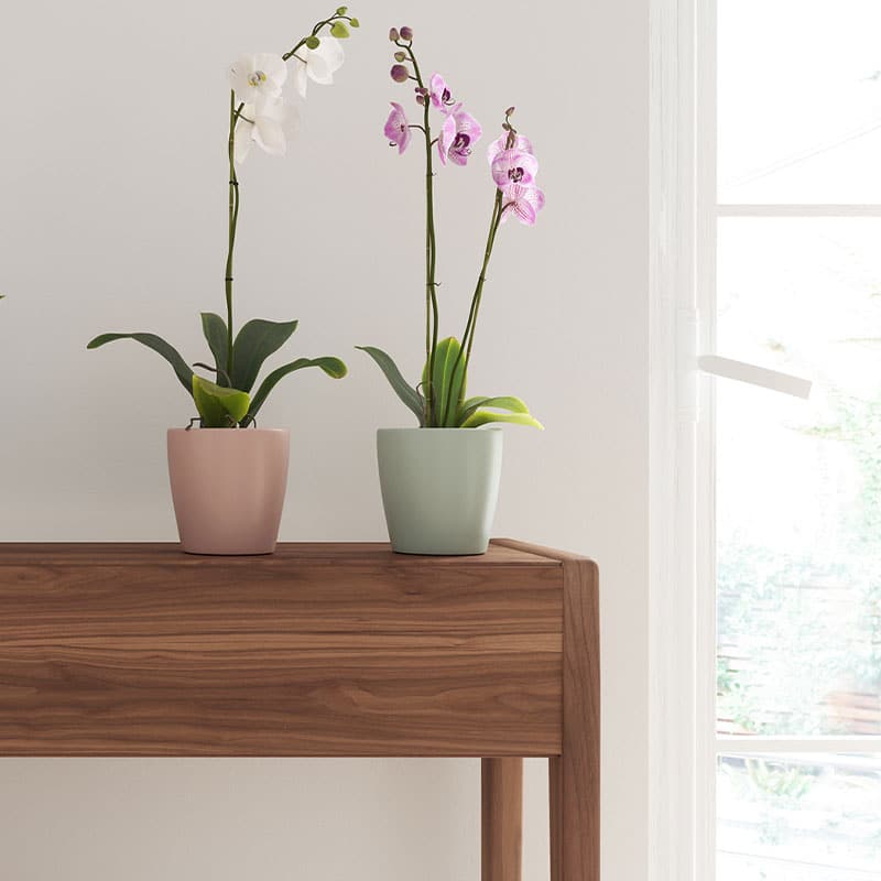 ARTEVASI - Vaso Thalia Orquídea 14CM Verde Claro