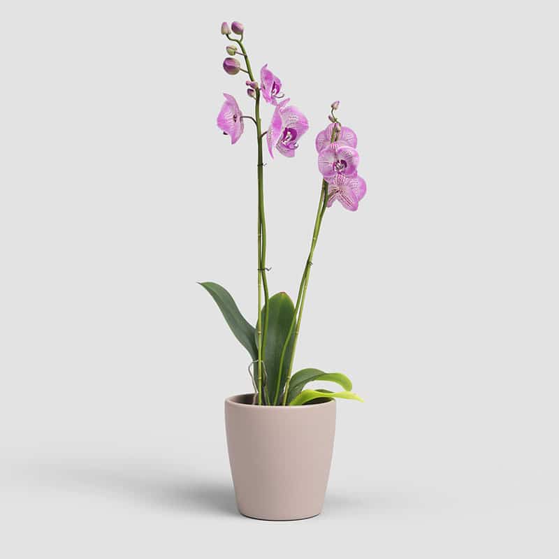 ARTEVASI - Vaso Thalia Orquídea 14CM Rosa Velho