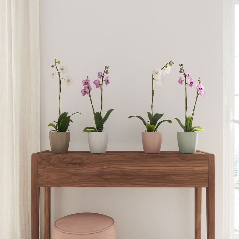 ARTEVASI - Vaso Thalia Orquídea 14CM Rosa Velho