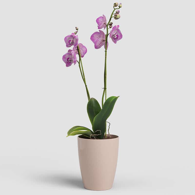 ARTEVASI - Vaso Fiji Orquídea 12,5CM Rosa Nude