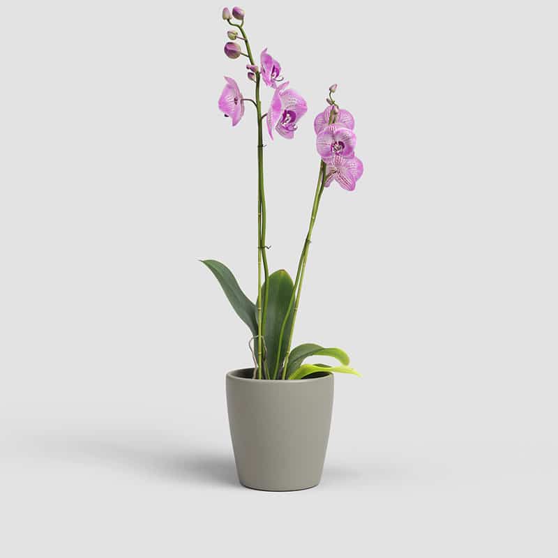 ARTEVASI - Vaso Thalia Orquídea 14CM Tortora